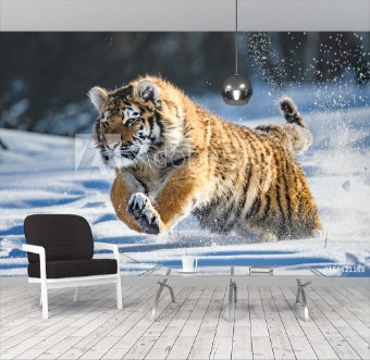 Picture of Siberian Tiger in the snow Panthera tigris altaica